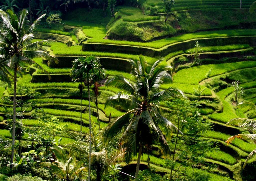 Puri Dalem Cottages Ubud Exterior foto